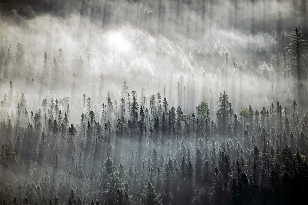Thick trees in the fog