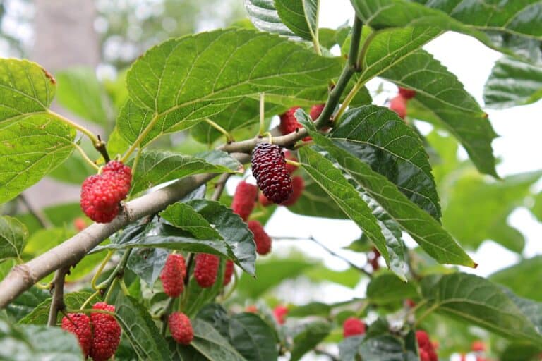 mulberry branch