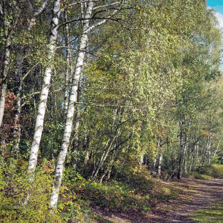 birch trees forest