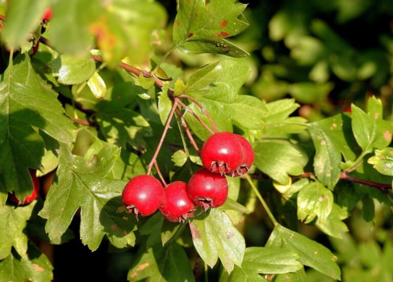 hawthorn branches closeup