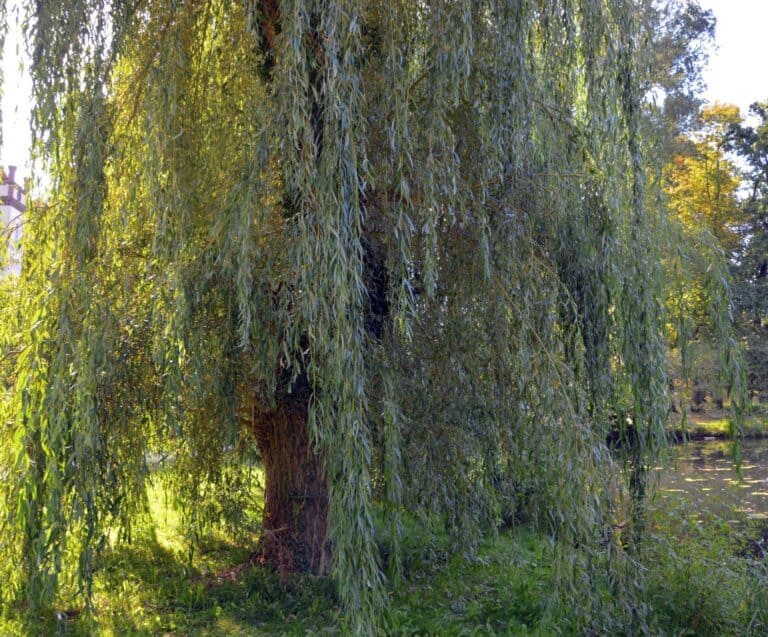 willow tree