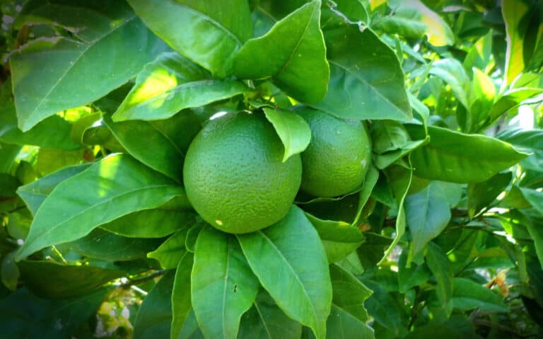 lemon tree