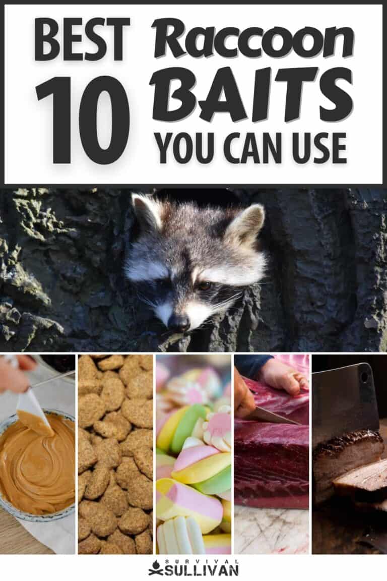 raccoon baits pinterest