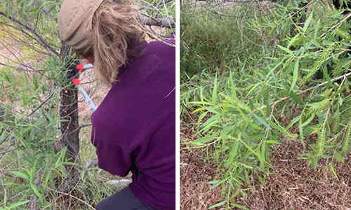 How To Make A Pain-Relieving Willow Bark Tincture