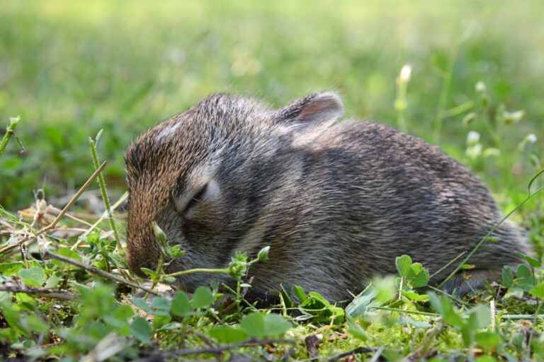 baby rabbit sleeping