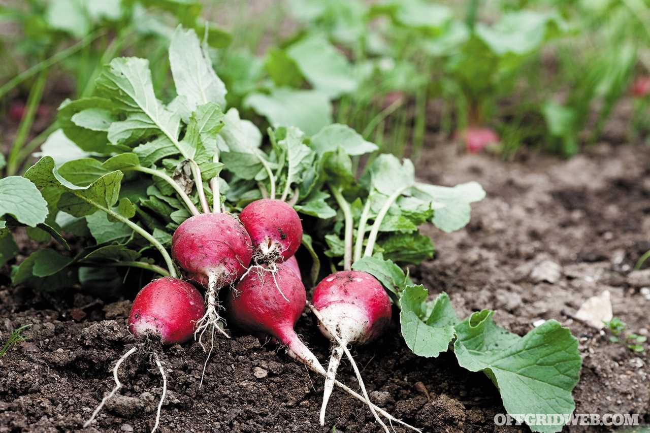 Infographic: Backyard Gardening Tips for Vegetables, Fruits, and Herbs