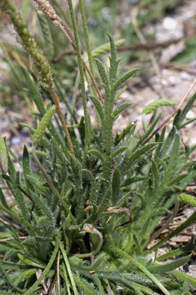 Erba Stella: Everything to Know About Growing This Unique Salad Green