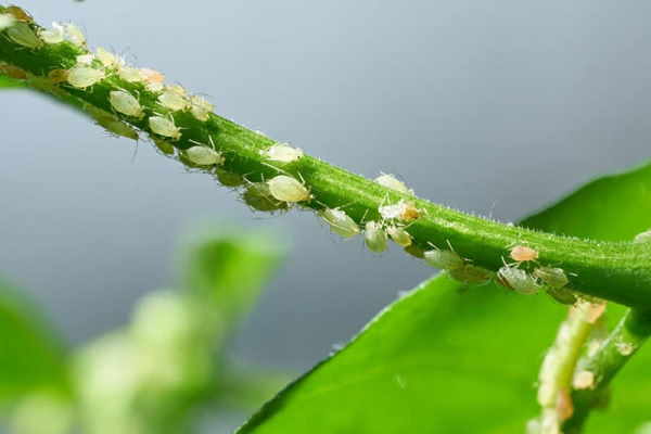 Erba Stella: Everything to Know About Growing This Unique Salad Green