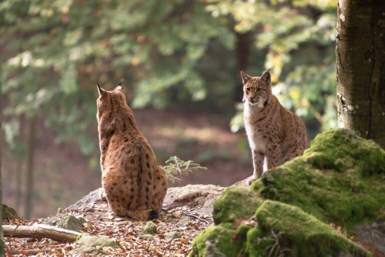 bobcat