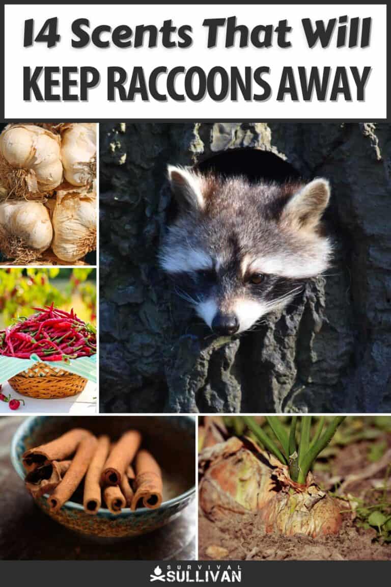 raccoon repellents pinterest