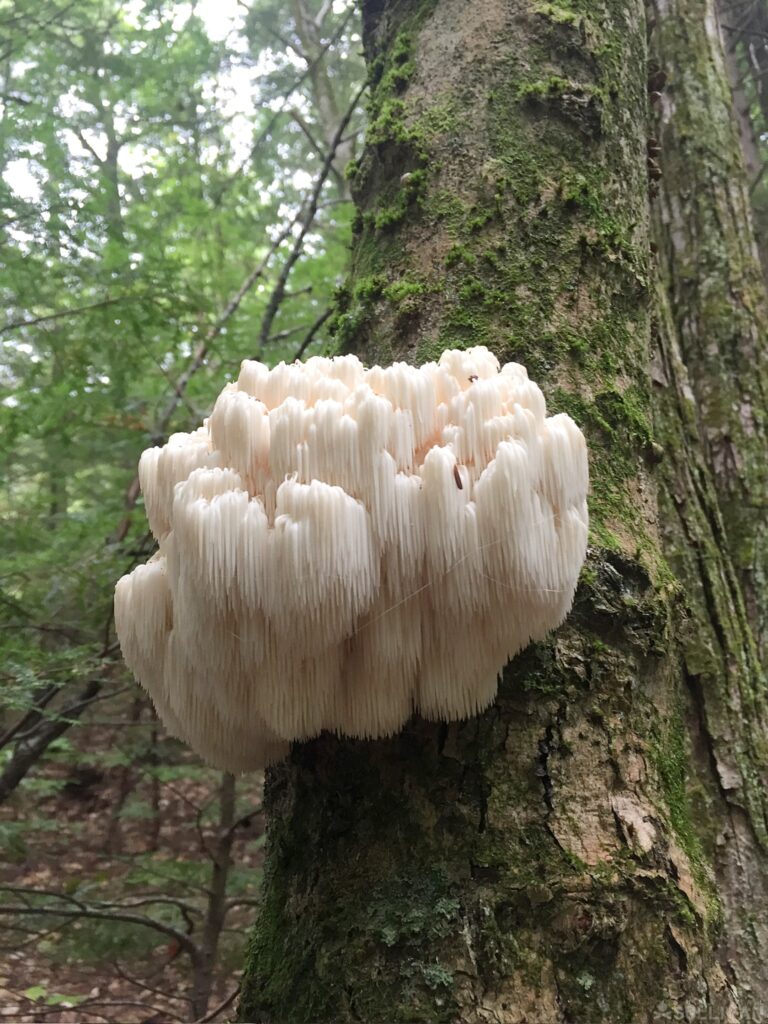 bear tooth's mushroom growing on the side of a tree