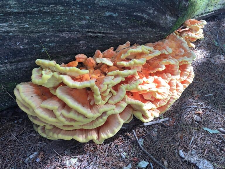 a chicken of the woods growing on the side of a log