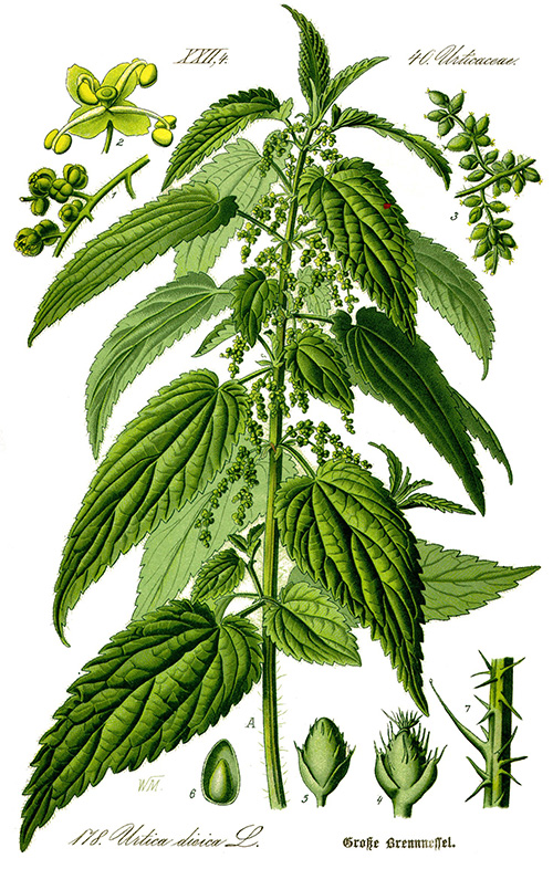 nettle tops