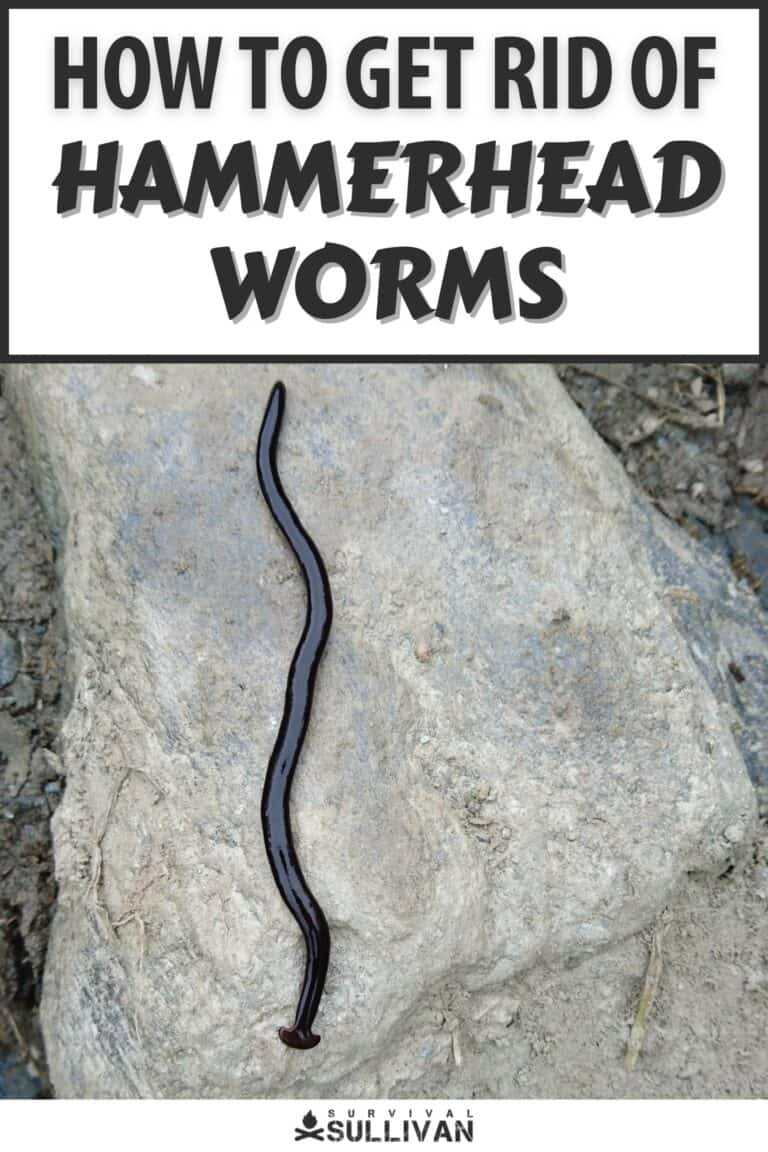 hammerhead worm on a rock