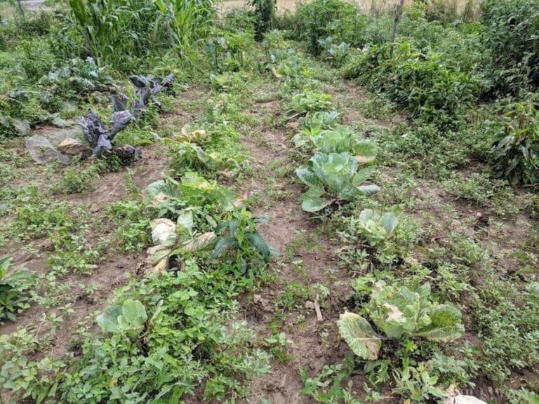 rows of cabbage in veggie garden