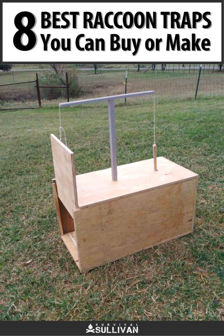 best raccoon traps pinterest