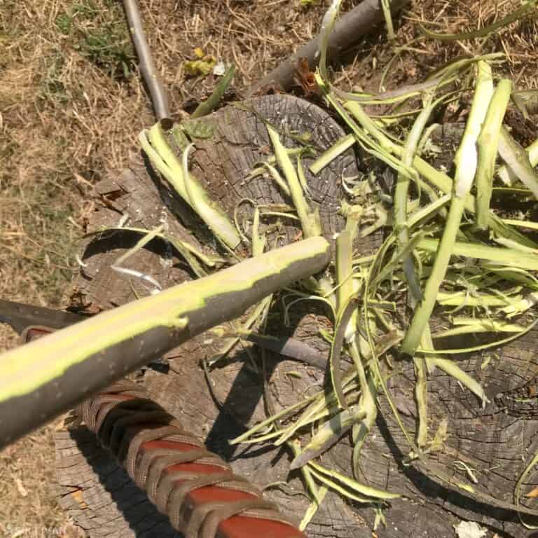 cleaning off the bark from wood branch