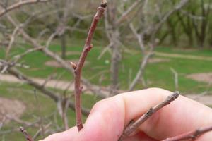 12 Native American Remedies That We Lost To History