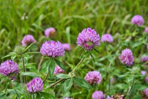 12 Native American Remedies That We Lost To History