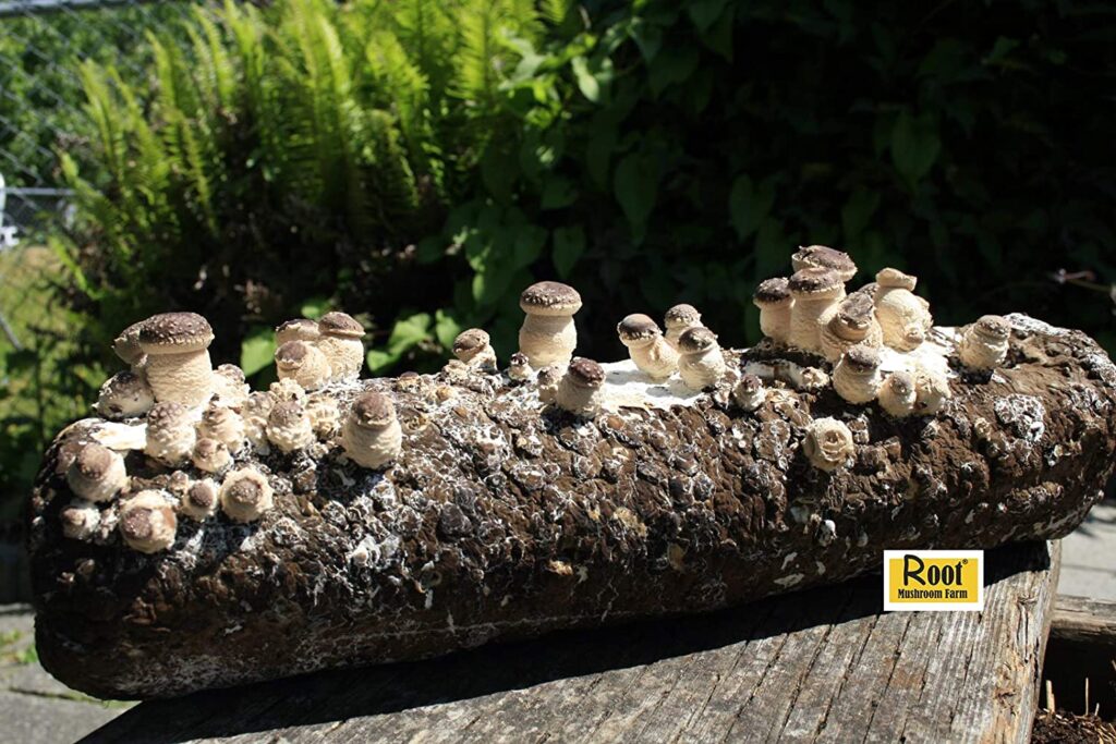 How to Grow Edible Mushrooms