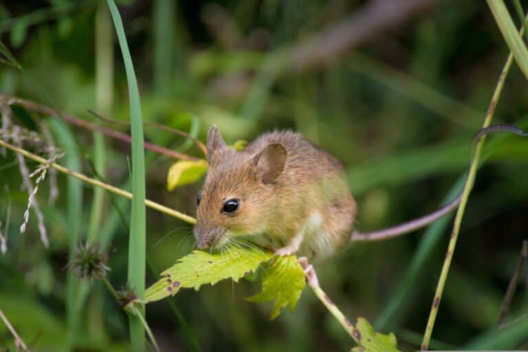 mouse on a branch