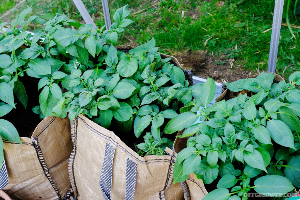 Close up photo of potatoes in grow bags.