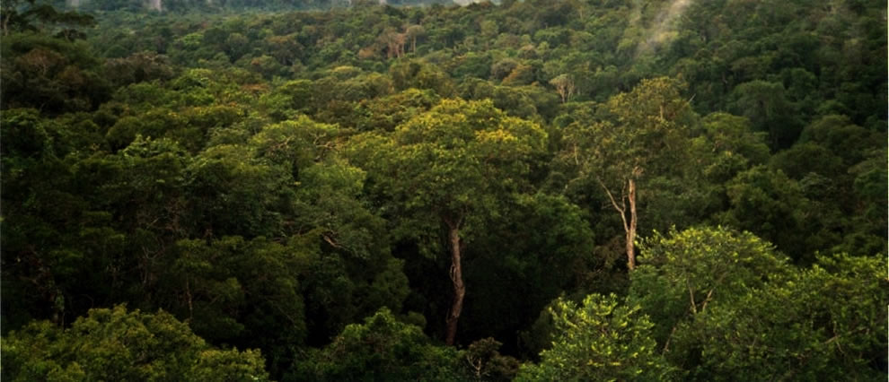 Aerial photo of the upper canopy of the Colombian rainforest.