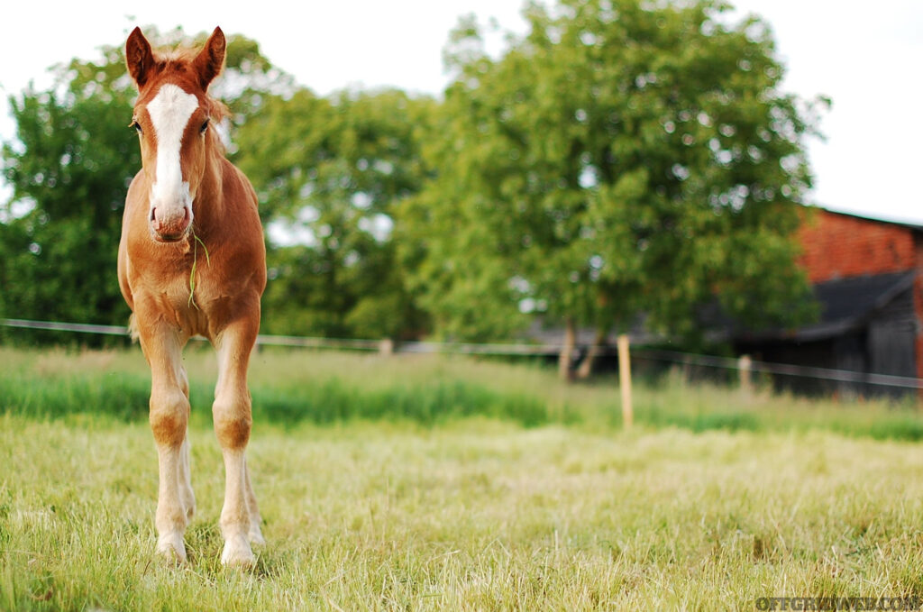 Photo of a young horse standing in a pasture.