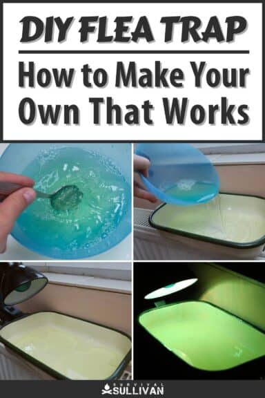 diy flea trap pinterest