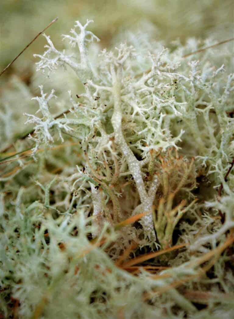 reindeer moss