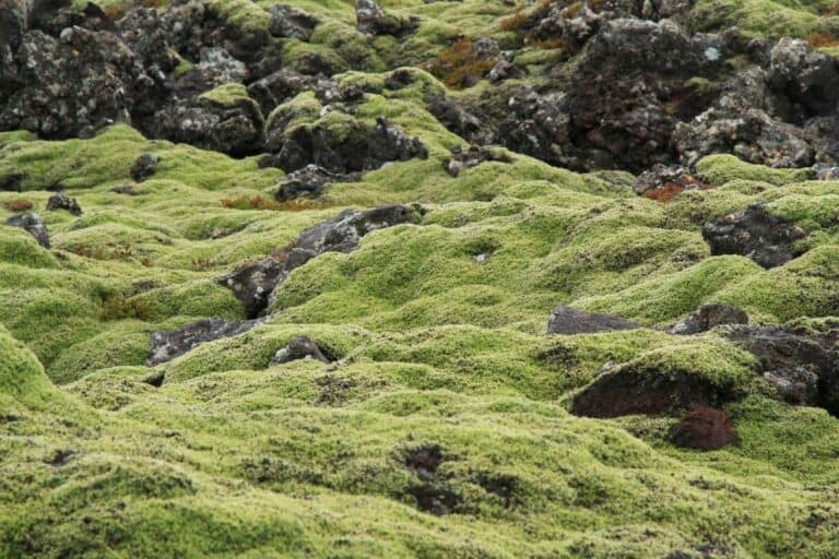 iceland moss