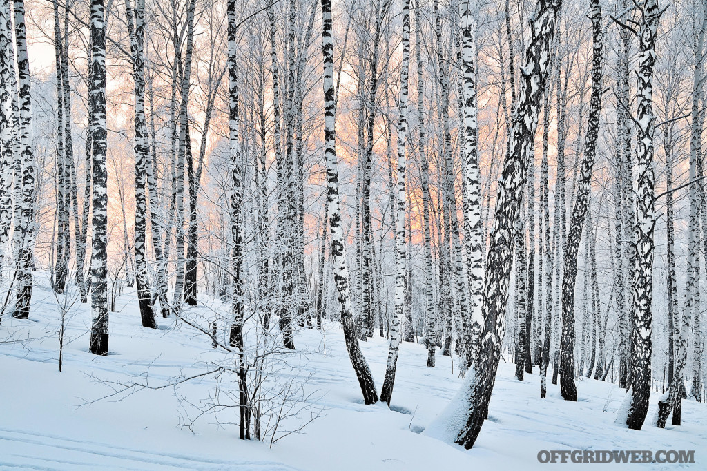 snow covered birch trees.