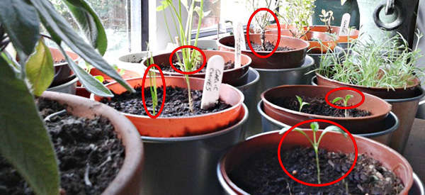 How to Grow Medicinal Herbs On Your Windowsill