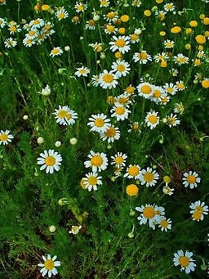 How to Grow Medicinal Herbs on Your Windowsill