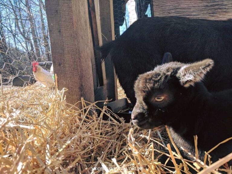 baby goat and a rooster