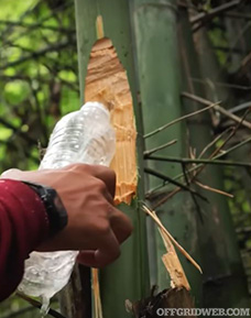 Photo of someone collecting water from the joint of a bamboo plant with a water bottle.