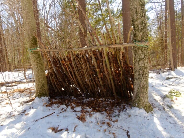 front view of lean-to shelter in-between two trees