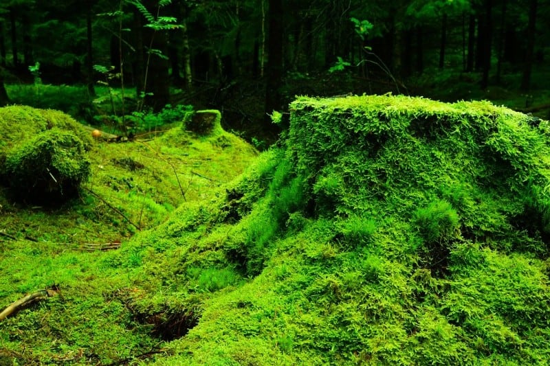 moss