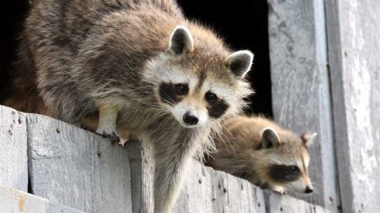 Raccoons on the Roof? How to Scare Them