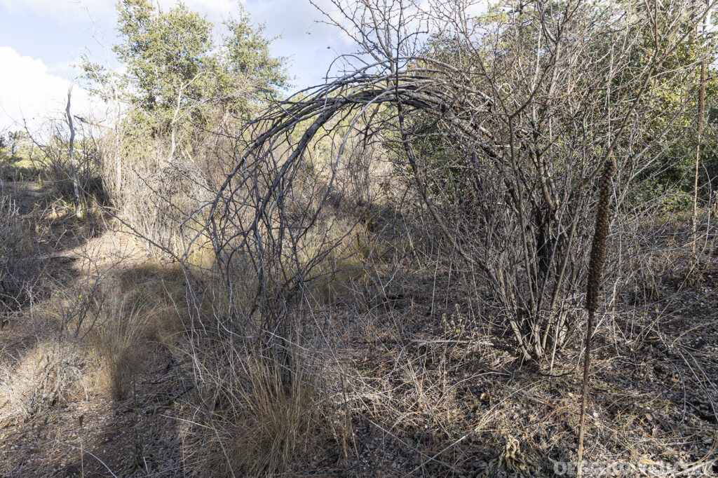 A concealed observer in the invisible in the brush.