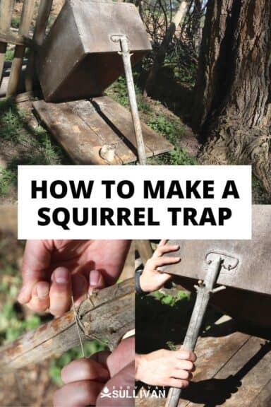 squirrel trap Pinterest image