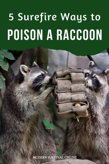 poisoning a raccoon Pinterest image