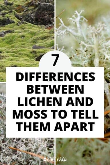 lichen vs. moss Pinterest image