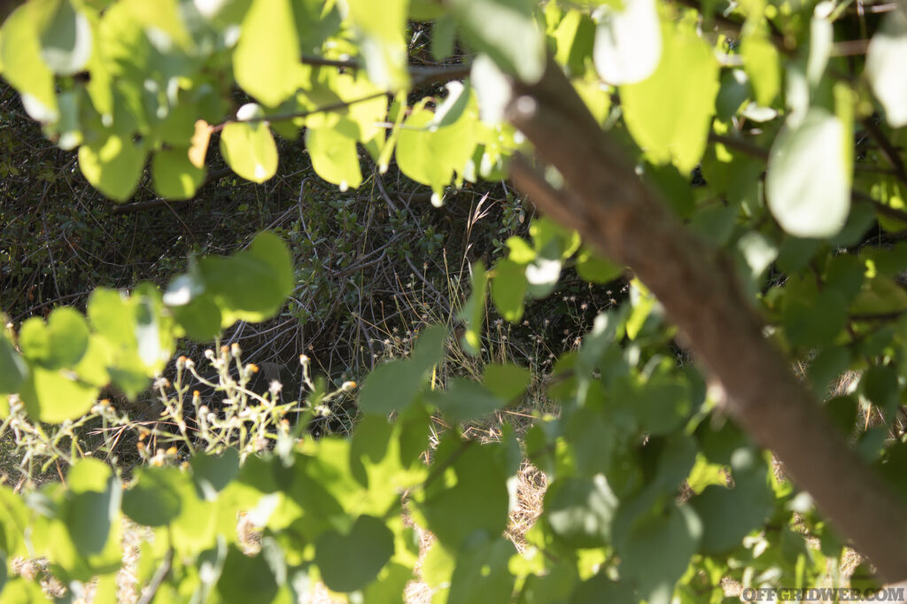 A photo of a break in vegetation.