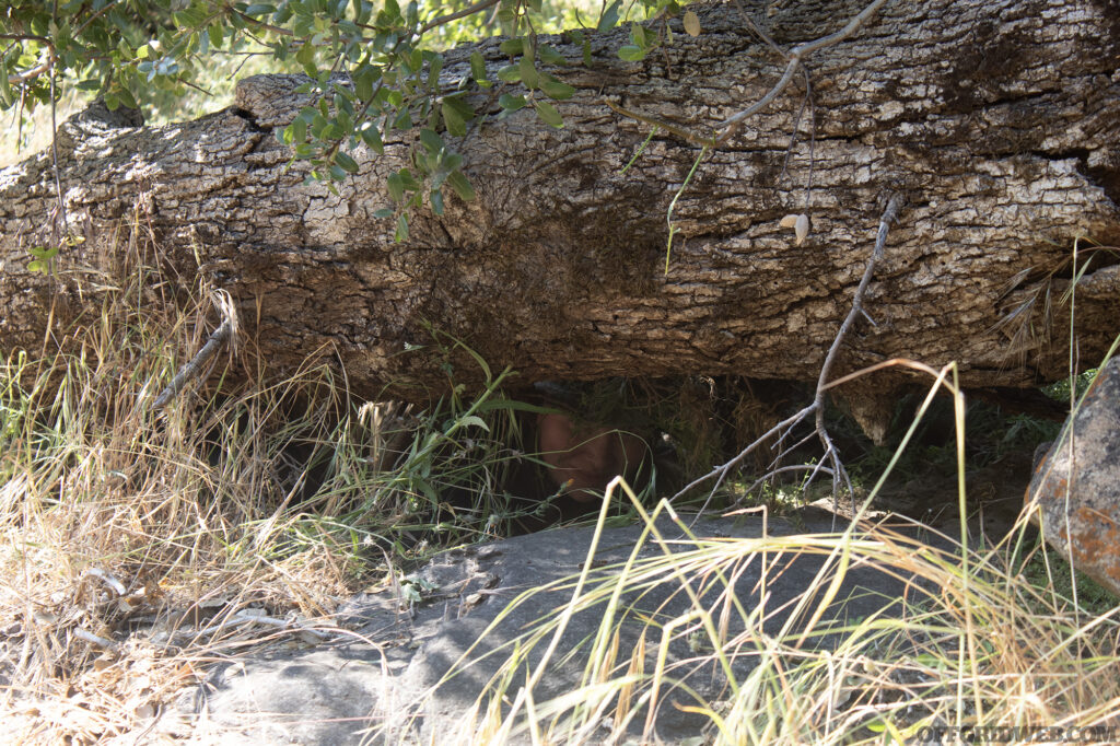 A student hiding behind a fallen tree.