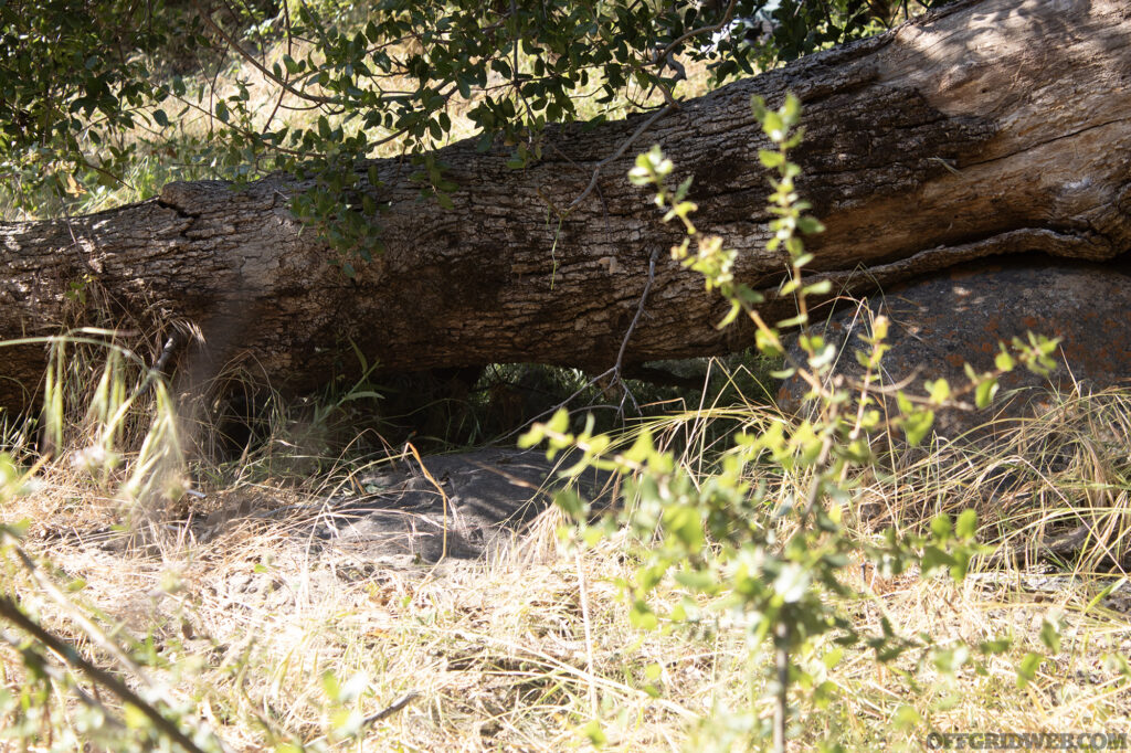 A student fully concealed behind a fallen log.