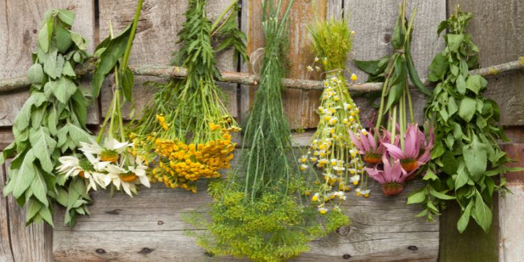 OTC Meds In Your Backyard: 10 Plant Alternatives