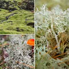 7 Differences Between Lichen and Moss to Tell Them Apart