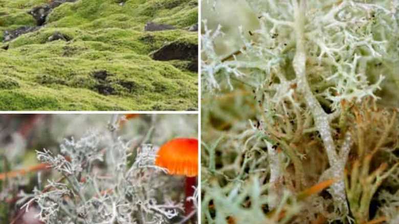 7 Differences Between Lichen and Moss to Tell Them Apart