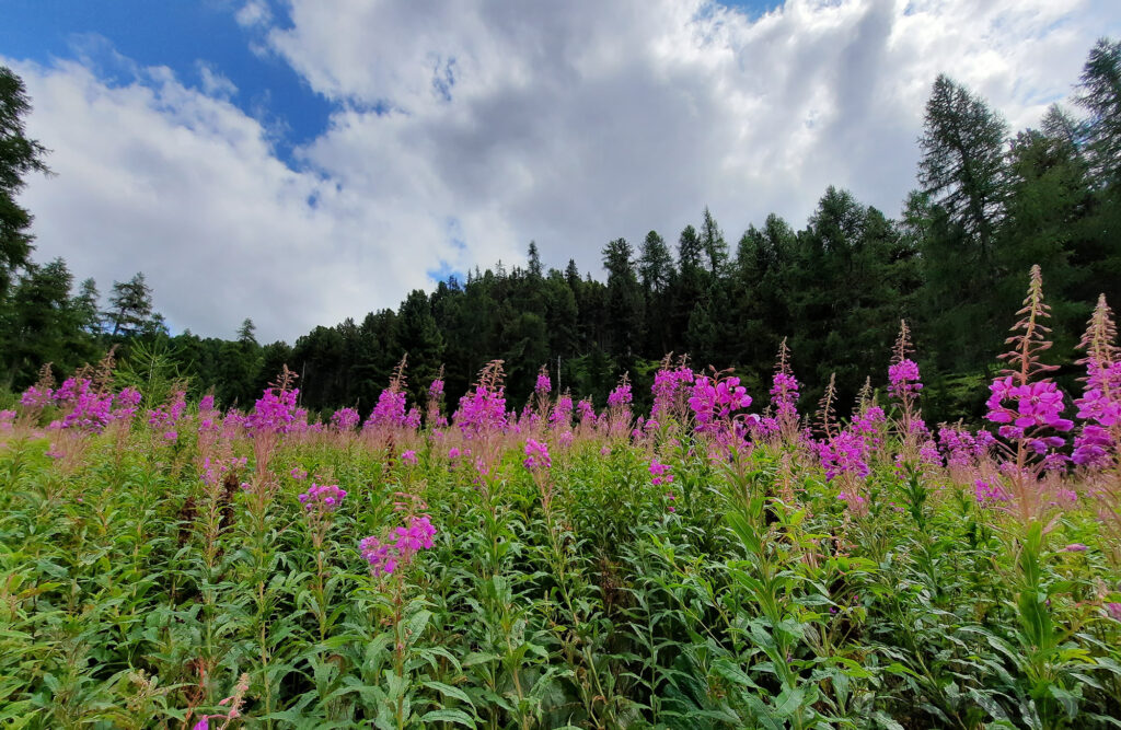 Photo of fireweed growing in the wild.